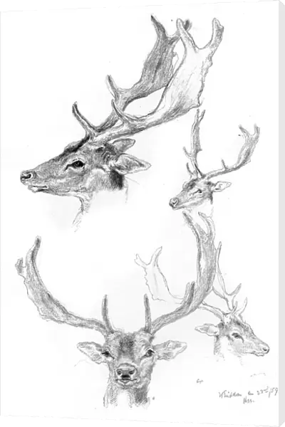 Stags heads, 1898. Artist: Henry Moore