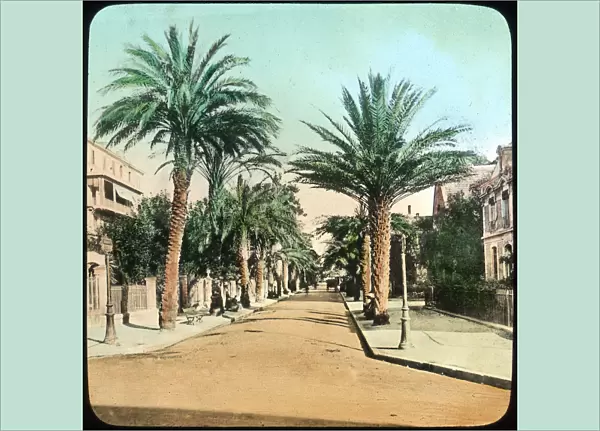 Avenue of Palms, Hyeres, France, late 19th or early 20th century