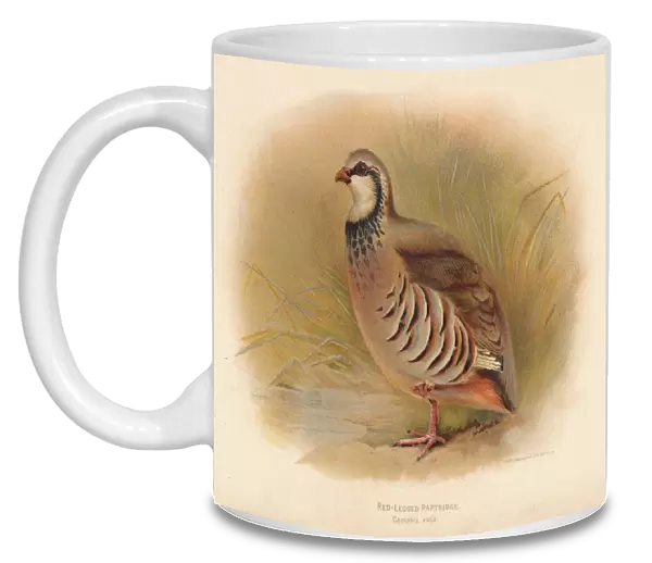 Red-Legged Partridge (Caccabus rufa), 1900, (1900). Artist: Charles Whymper