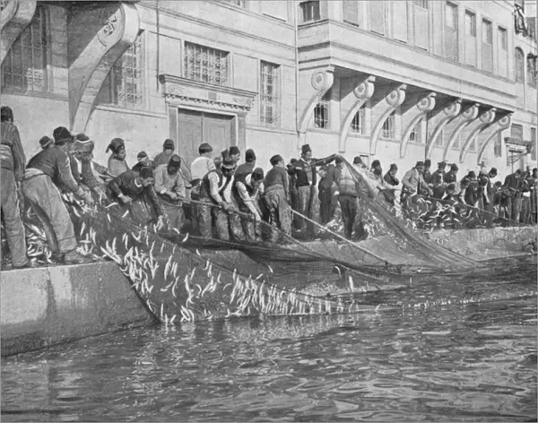 Hauling in a Grippo of 15000 Fish at Emirgian on the Bosphorus, c1901, (1903)