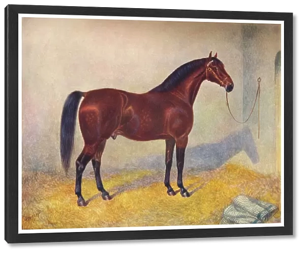 Cleveland Bay stallion Sultan, c1902 (c1910). Artist: Frank Babbage