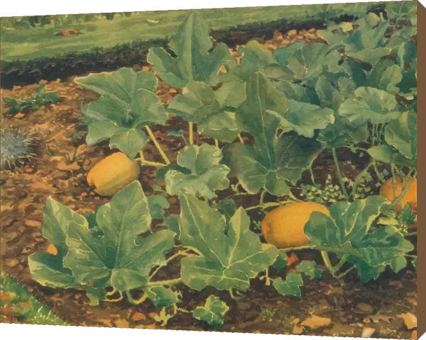 Vegetable Marrows, 1947. Artist: JE Sowerby