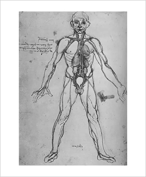 Man Drawn as an Anatomical Figure to Show the Heart, Lungs and Main Arteries, c1480 (1945). Artist: Leonardo da Vinci
