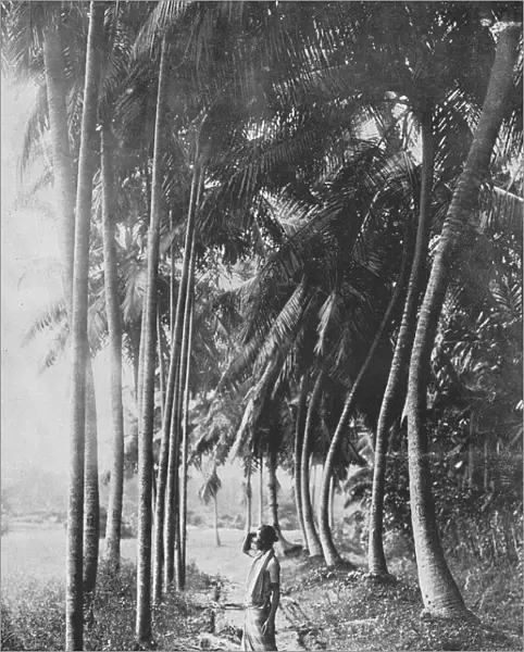 Dawn Through the Palms, c1890, (1910). Artist: Alfred William Amandus Plate