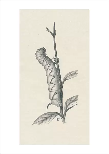 Full-Grown Caterpillar of the Privet Hawk-Moth, Similarly Occupied, c1900, (1910). Artist: Fred Enock