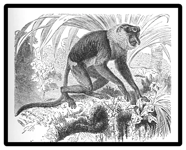 Proboscis Monkey, c1900. Artist: Helena J. Maguire
