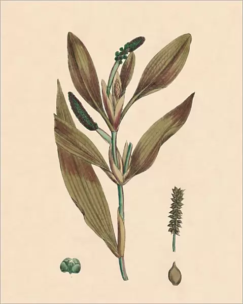 Potamogeton rufescens. Reddish Pondweed, 19th Century