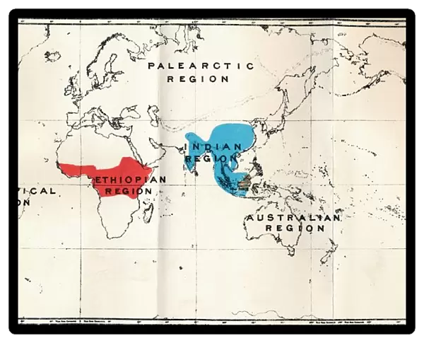 Anthropoidea - Map distribution Genera Semnopithecus (Blue), Nasalis (Brown), Colobus (Red), 1897