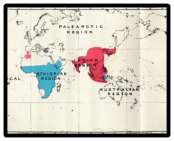 Anthropoidea - VI. Map distribution of various species (Blue) and Macacus (Red), 1897