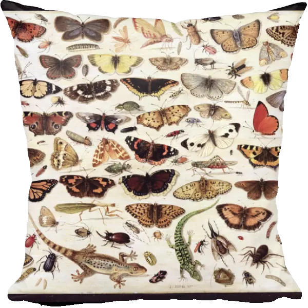 Study of butterflies and other insects. Artist: Kessel, Jan van, the Elder (1626-1679)