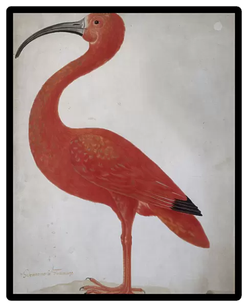 Scarlet Ibis with an Egg, um 1700