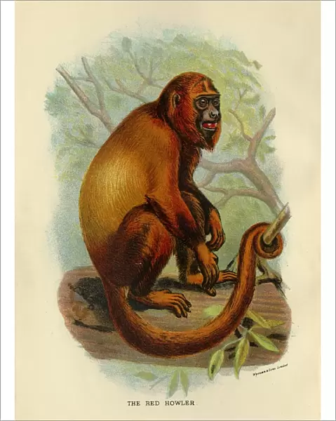 The Red Howler, 1896. Artist: Henry Ogg Forbes
