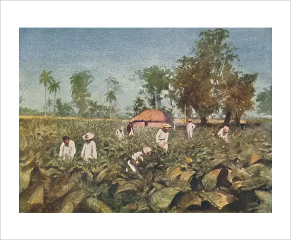 Tobacco Plantation, Cuba, 1916. Artist: Claude Pratt