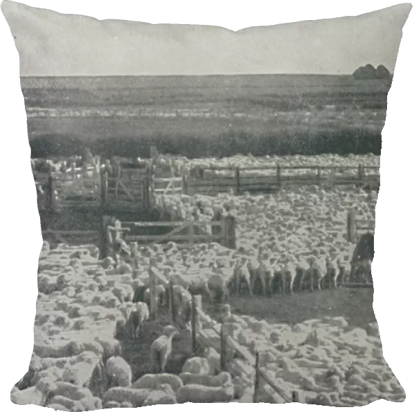 Sheepfolds in Australia, 1910