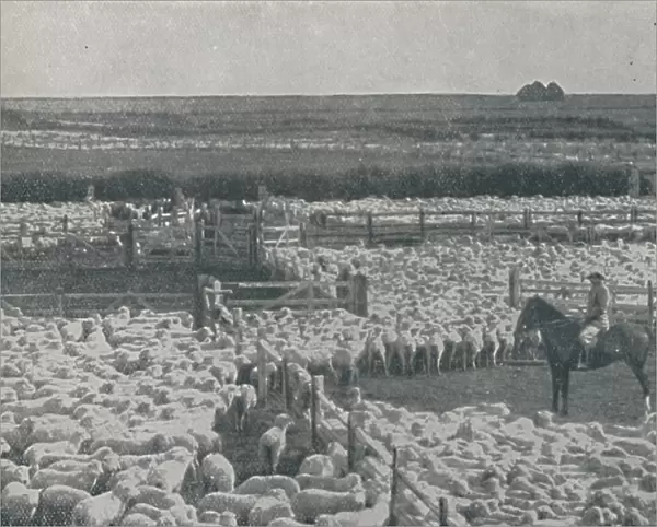 Sheepfolds in Australia, 1910