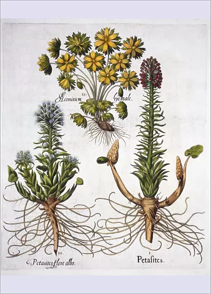 Butterburs and Winter Aconite, from Hortus Eystettensis, by Basil Besler (1561-1629), pub