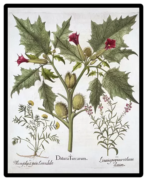 Thorn Apple, Germander and Purple Toadflax, from Hortus Eystettensis, by Basil Besler