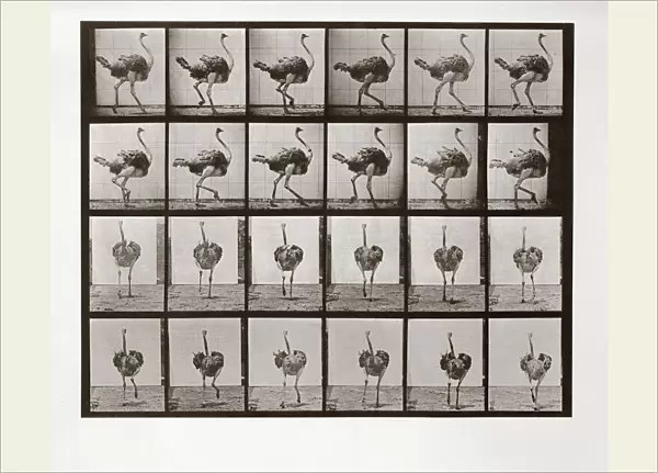 Ostrich Running, Plate 772 from Animal Locomotion, 1887 (photograph)