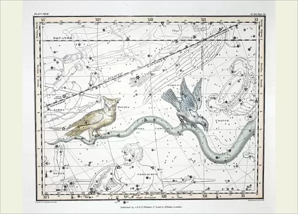 The Constellations (Plate XXVII) Hydra Continua, Crater, Covus, Centaurus et Lupus, 1822