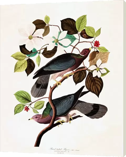 Band Tailed Pigeon, Columba Fasciata, 1845