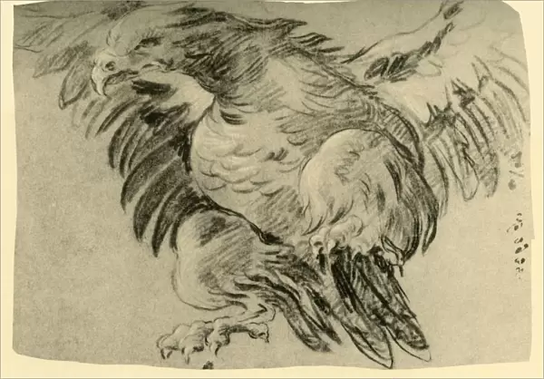 Eagle, 1751-1752, (1928). Artist: Giovanni Battista Tiepolo