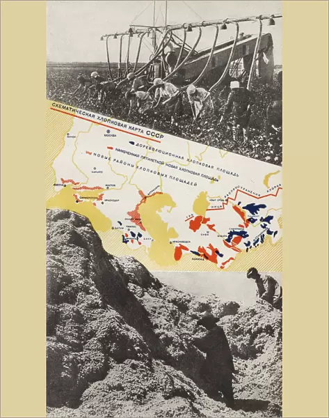 Cotton breeding. Illustration from USSR Builds Socialism, 1933. Creator: Lissitzky, El (1890-1941)