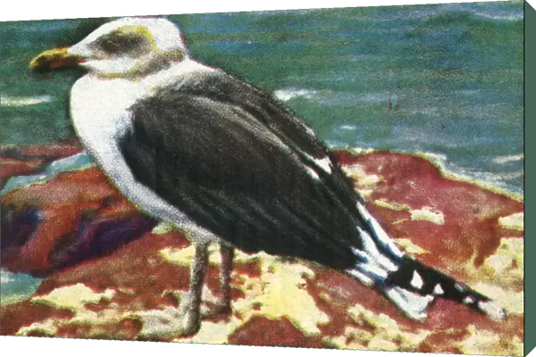Dominican gull, c1928. Creator: Unknown