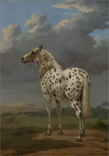Piebald Horse, ca 1654. Artist: Potter, Paulus (1625-1654)