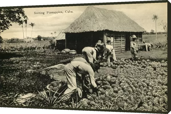 Sorting Pineapples, Cuba, late 19th-early 20th century. Creator: Unknown