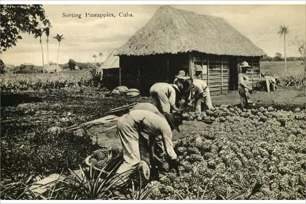 Sorting Pineapples, Cuba, late 19th-early 20th century. Creator: Unknown