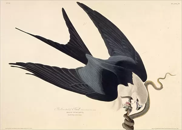 The swallow-tailed kite. From The Birds of America, 1827-1838. Creator: Audubon