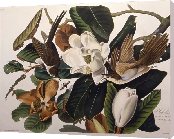 The black-billed cuckoo. From The Birds of America, 1827-1838. Creator: Audubon