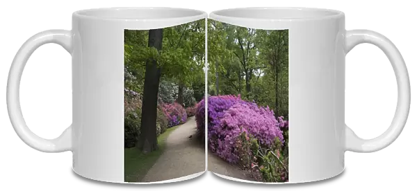 Isabella Plantation, Richmond Park, Richmond, Surrey, England, UK, 14  /  5  /  10. Creator: Ethel Davies