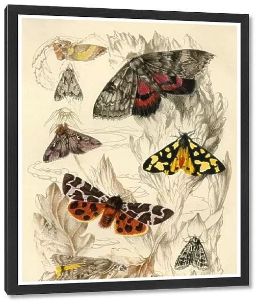 Moths, 19th century. Creator: Unknown