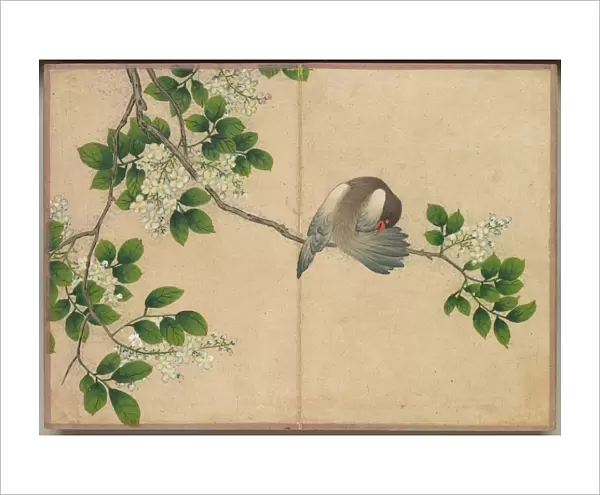 Desk Album: Flower and Bird Paintings (Preening Bird), 18th Century. Creator: Zhang Ruoai