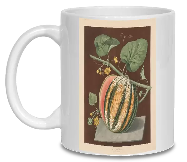 Pomona Britannica: No. 64 - Scarlet Flesh Romana Melon, 1812. Creator: George Brookshaw (British)