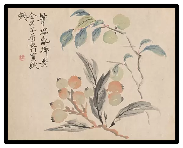Loquat Tree of Japan. Creator: Tsubaki Chinzan (Japanese, 1801-1854)