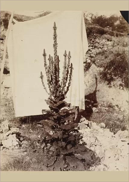Mullein in Bloom, c. 1897-1899. Creator: Eugene Atget (French, 1857-1927)