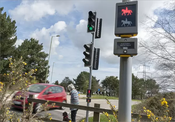 Pedestrian with dog using pelican crossing on road at Dibden Purlieu, Hampshire 2016