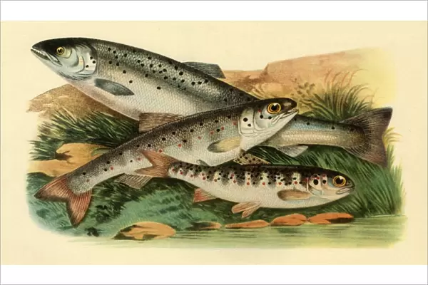 Atlantic salmon - Grilse, Smolt and Parr, 1887, (1946). Creator: Unknown