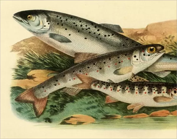 Atlantic salmon - Grilse, Smolt and Parr, 1887, (1946). Creator: Unknown