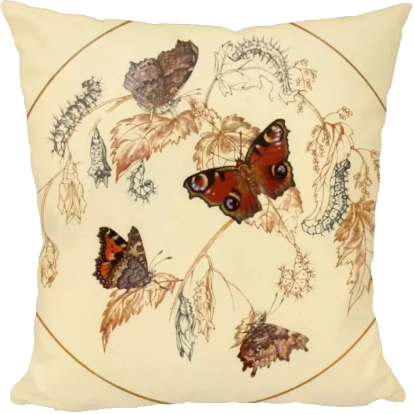 Peacock, Smalll Tortoiseshell and Comma Butterflies... c1930s, (1945). Creator: Vere Temple