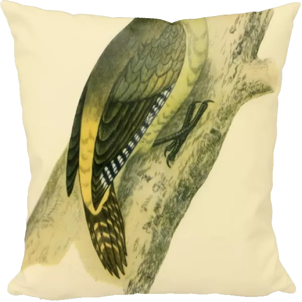 Green Woodpecker, 1852, (1942). Creators: Francis Orpen Morris, Richard Alington