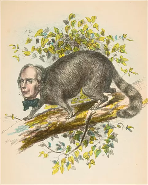 Same Old Coon (Henry Clay), from The Comic Natural History of the Human Race, 1851