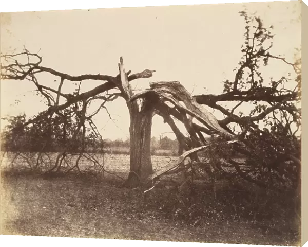 Oak Struck by Lightning, Badger, 1856. 1856. Creator: Alfred Capel-Cure