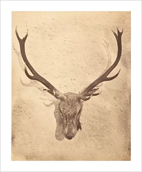 Stag Trophy Head Killed by Ned Ross, ca. 1857. Creator: Horatio Ross