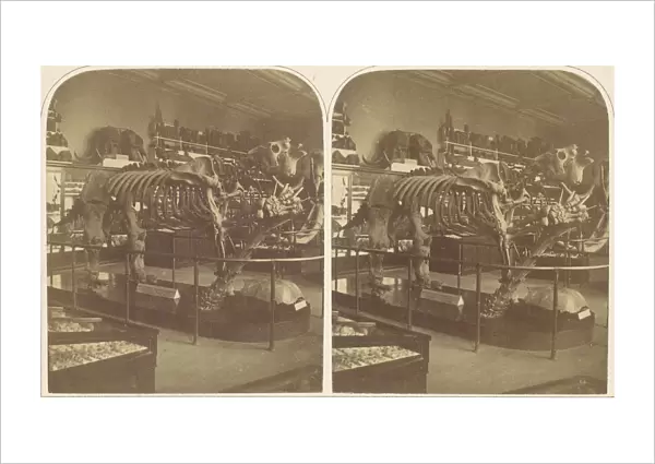 The Megatherium, British Museum, 1850s. Creator: Roger Fenton