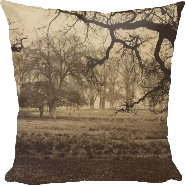 Windsor Park, Deer Feeding, 1850s. Creator: W. H. Nicholl