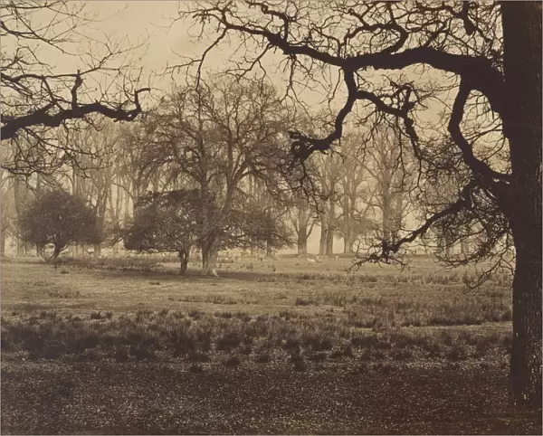 Windsor Park, Deer Feeding, 1850s. Creator: W. H. Nicholl