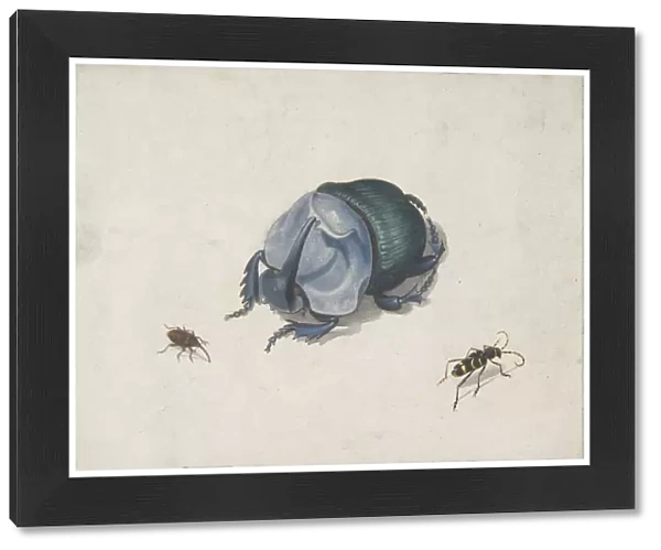 Studies of a Blue Beetle and Insects, 17th century (?). Creator: Anon